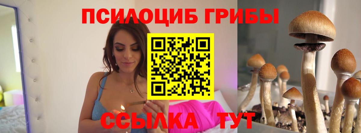 купить наркотики цена  Псилоцибиновые грибы мицелий  Вход с VPN  Мценск 